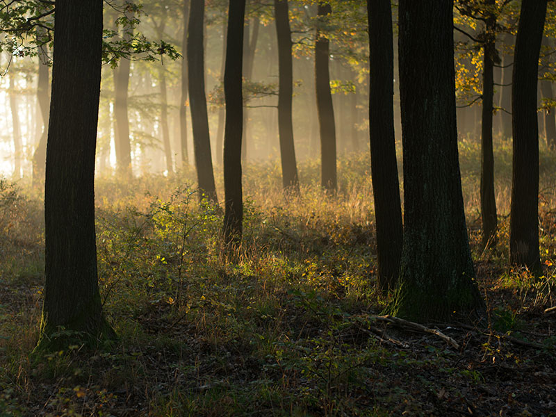 Dollarphotoclub_82845675.jpg